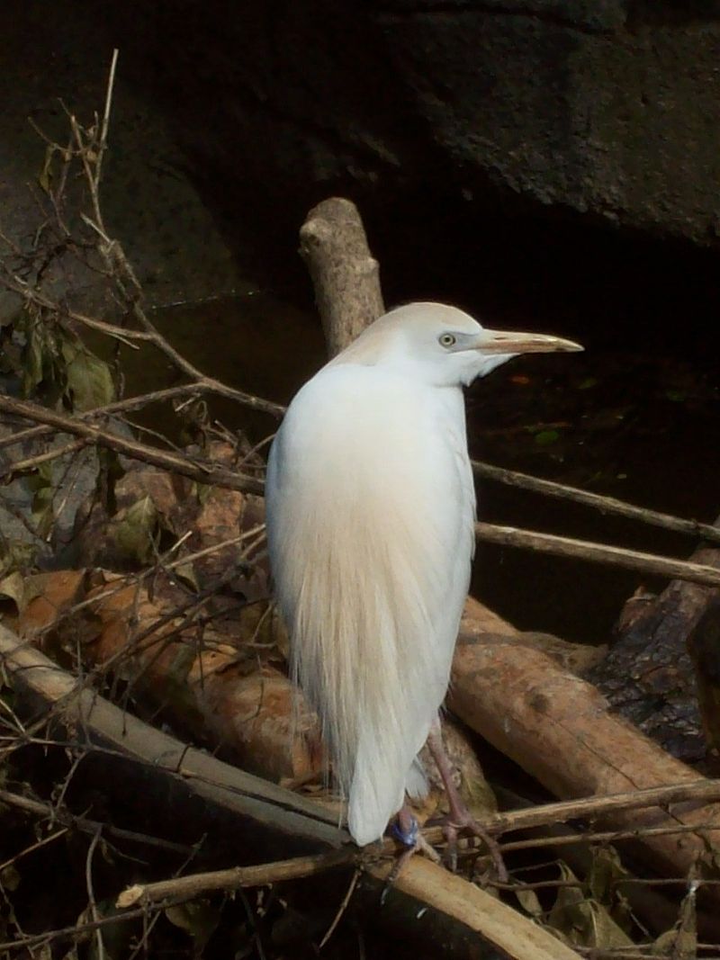 africanbirdname's tweet photo. Bubulcus ibis: Cattle Egret
#Kiswahili: yangeyange
#ChiBemba: nkoba
#ChiChewa / #ChiNyanja: kawizuwizu
#Kiikaonde: kakonge
#Khonde: nyangenyange
#Chilunda: kananyampemba
#Chitumbuka: nyanginyangi
#Chitonga: lukobo
#chiYao: kakowa
Photo by Hoodedwarbler12, CC BY 3.0, Wikimedia https://t.co/POMbhRqXDt