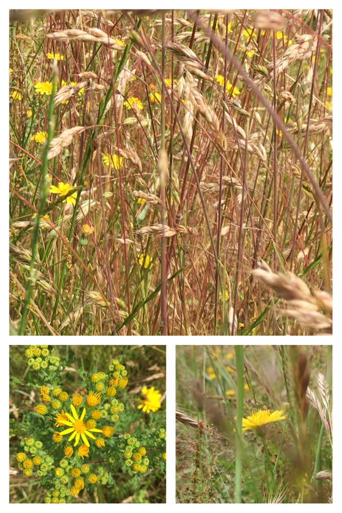 We're loving the sights, sounds and colours of July! #wellbeing #wildflowers #colours @LivabilityUK <a href="/dorset_eye/">Dorset Eye (Independent Citizen Community Media)</a> <a href="/dorsetandbeyond/">Richard Bradford</a> @NorthWarehma_ag <a href="/silverpebble/">Emma Mitchell 💙</a> <a href="/madgedesign/">Maria Burns</a>