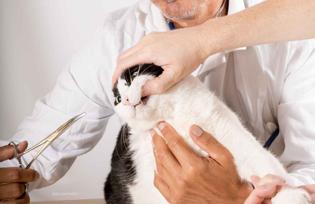miles_pets's tweet photo. How to Take care of your Cat’s Teeth
https://t.co/MtwYlvT6N7

#cats #teeths #mileswithpets #pets #petcare https://t.co/hkVRRhusc0