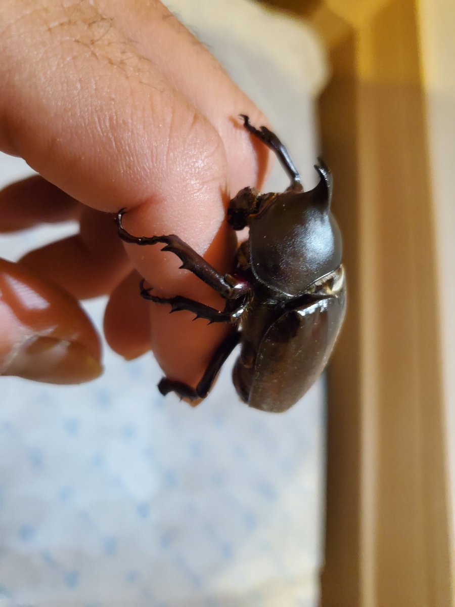 只腰 去年山で取ってきたカブトムシが 卵を産んで今年成虫になって出てきたのですが 1匹の雄だけ顔が幼虫のままなのか どーなっているのか 調べても雄雌混合しか出てこないので 詳しい人教えて頂きたいです か もしくわ詳しい人まで回して 欲しいです