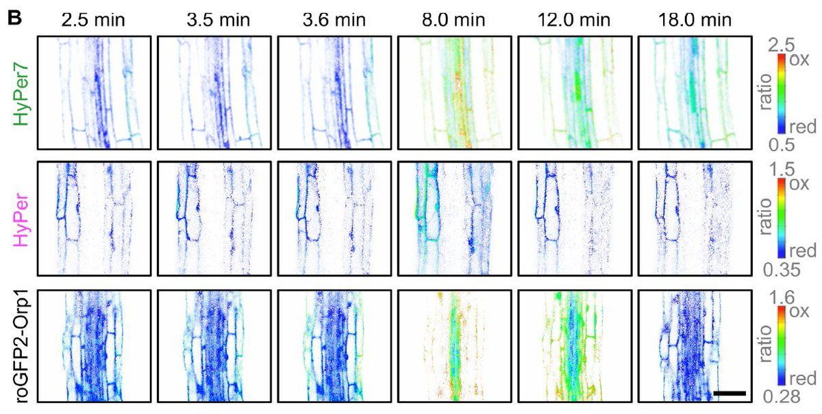 Plant Physiology (@plantphys) on Twitter photo LETTER:  The latest HyPe(r) in plant H2O2 biosensing (José Manuel Ugalde, Michelle Schlößer, Armelle Dongois, Alexandre Martinière, Andreas J Meyer <a href="/RedoxUBonn/">Andreas Meyer</a>) #PlantSci buff.ly/3AvYNaf LETTER:  The latest HyPe(r) in plant H2O2 biosensing (José Manuel Ugalde, Michelle Schlößer, Armelle Dongois, Alexandre Martinière, Andreas J Meyer <a href="/RedoxUBonn/">Andreas Meyer</a>) #PlantSci buff.ly/3AvYNaf