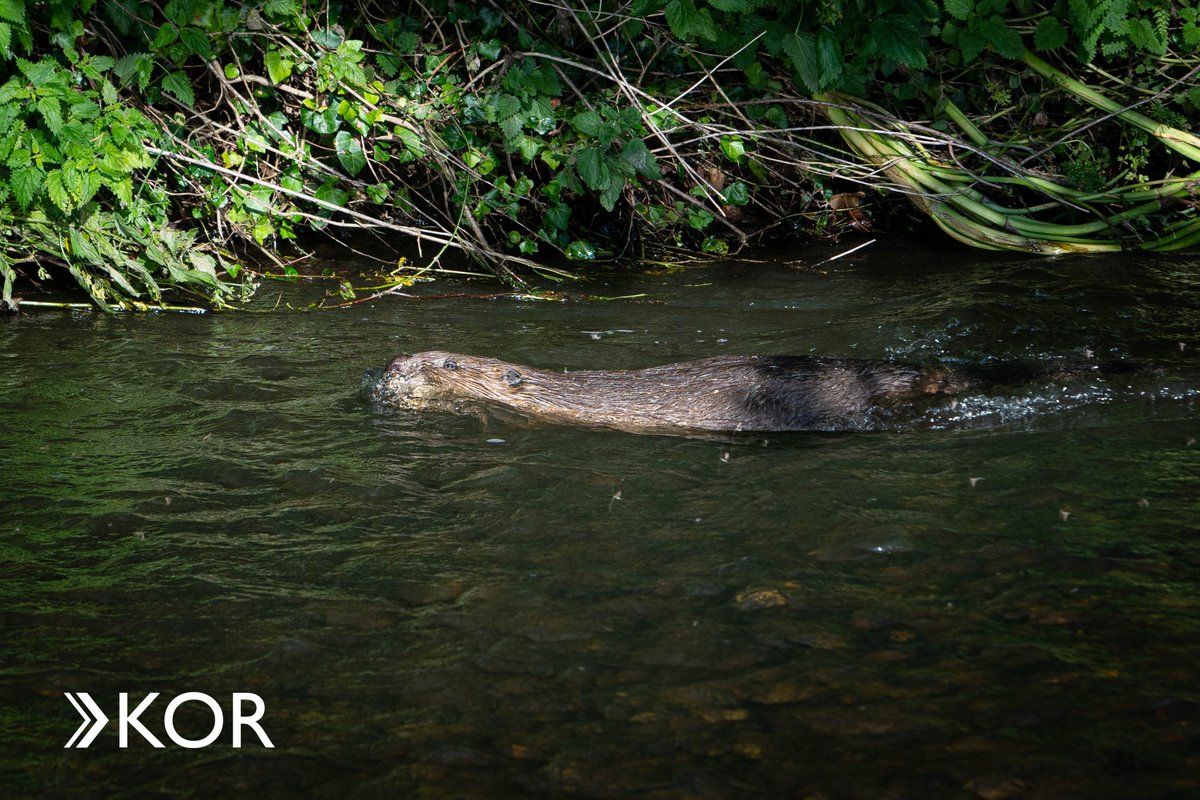 KOR_PR's tweet photo. The KOR team were lucky enough to head out on a rather unusual field trip recently to see the results of a major project we’ve worked on over the past few years, which has seen the reintroduction of beavers in East Devon. 

Take a read here https://t.co/5lU2MmiR98 https://t.co/1rNGaC2qqu