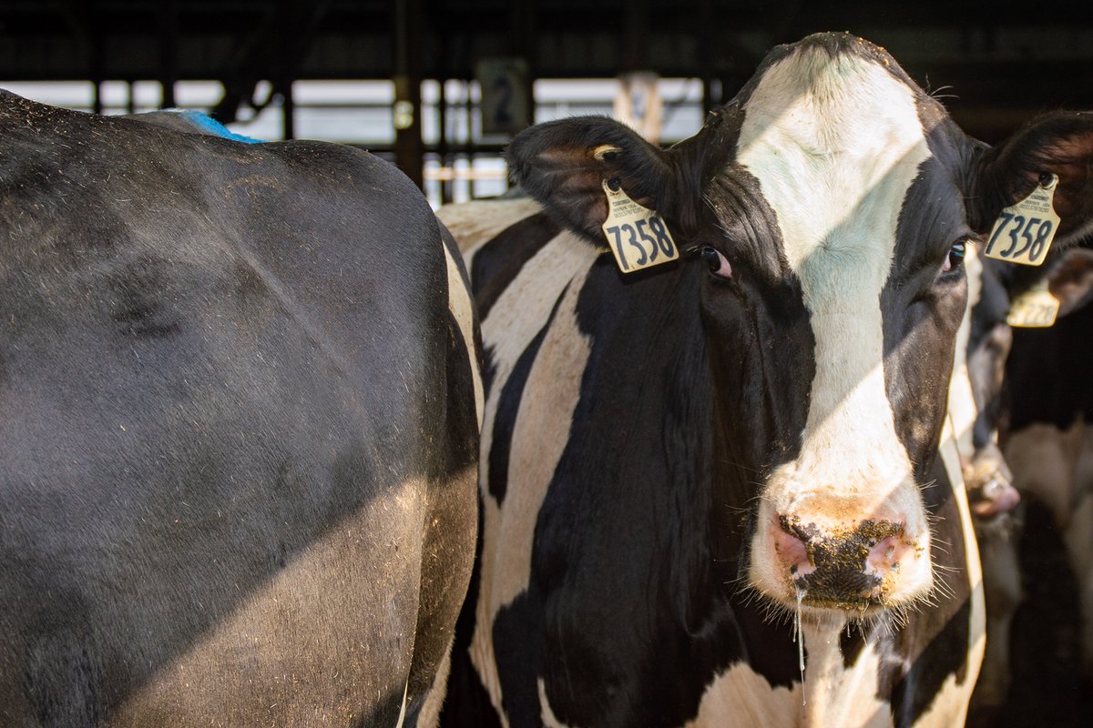 AltaGenetics's tweet photo. Improving repro in your dairy herd is possible with 5 key considerations. Read on to learn more…https://t.co/t8E3ki0q6J
#conceptplus
#altagenetics
#alta4eventcow
#dairygenetics
#dairymanagement https://t.co/evL8pyncEN