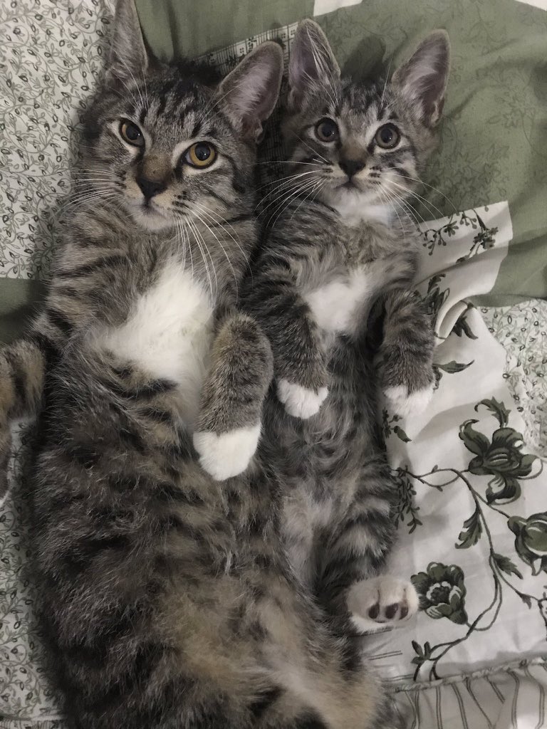 petsfess's tweet photo. Goodnight from this to this si kembar kcg! 🥰  https://t.co/4WYrhX8W7z