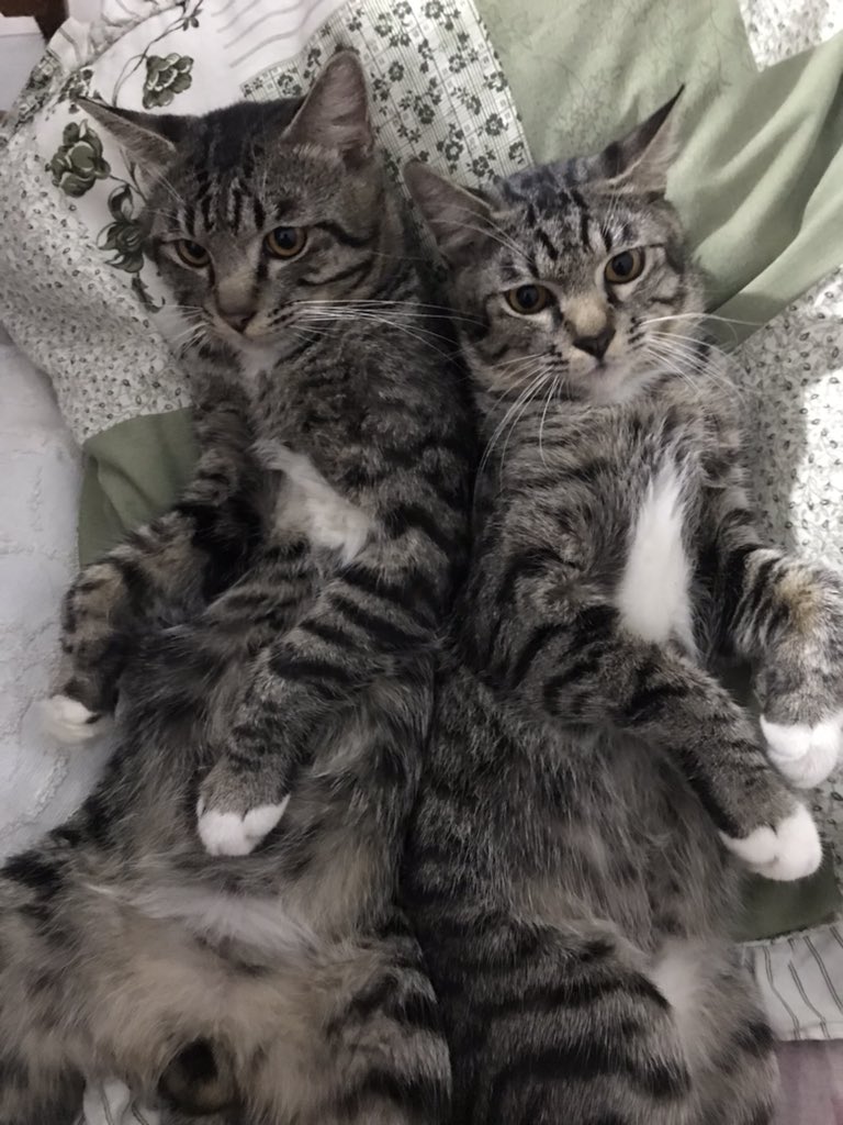 petsfess's tweet photo. Goodnight from this to this si kembar kcg! 🥰  https://t.co/4WYrhX8W7z