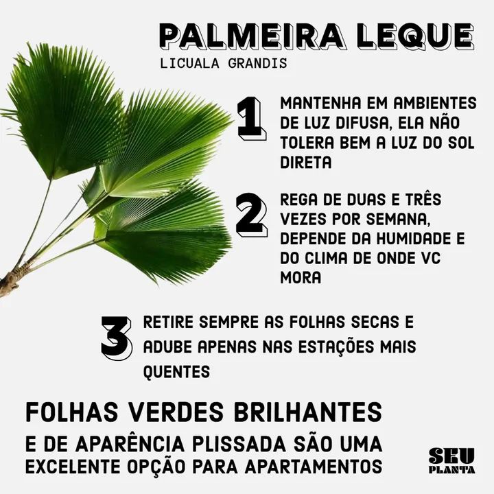SeuPlanta's tweet photo. 3 PLANTAS PARA APTO - Parte 2! O retorno

Mesmo os mais experientes, às vezes, erram na escolha da espécie apropriada para viver em apartamentos ou salas com pouca luz solar.
https://t.co/jHZwNavY0r 
#seuplanta🍀 #plantasdeapartamento #minhasplantas #confortovisual #decoração https://t.co/ksFvIzvfTj