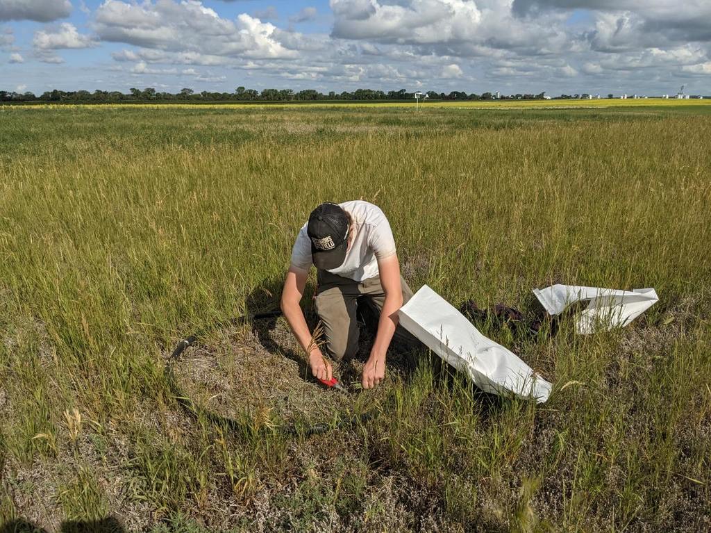 Thanks to <a href="/BLummerding/">Brianna Lummerding</a> from @NutrienAgSolutions for helping collect forage biomass samples from The Salinity Project! Low soil moisture will be reflected in yields this year, but it will be interesting to see differences among treatments. Stay tuned for more! <a href="/ProvenSeed/">Proven Seed</a> <a href="/DUCSask/">Ducks Unlimited Sask</a>