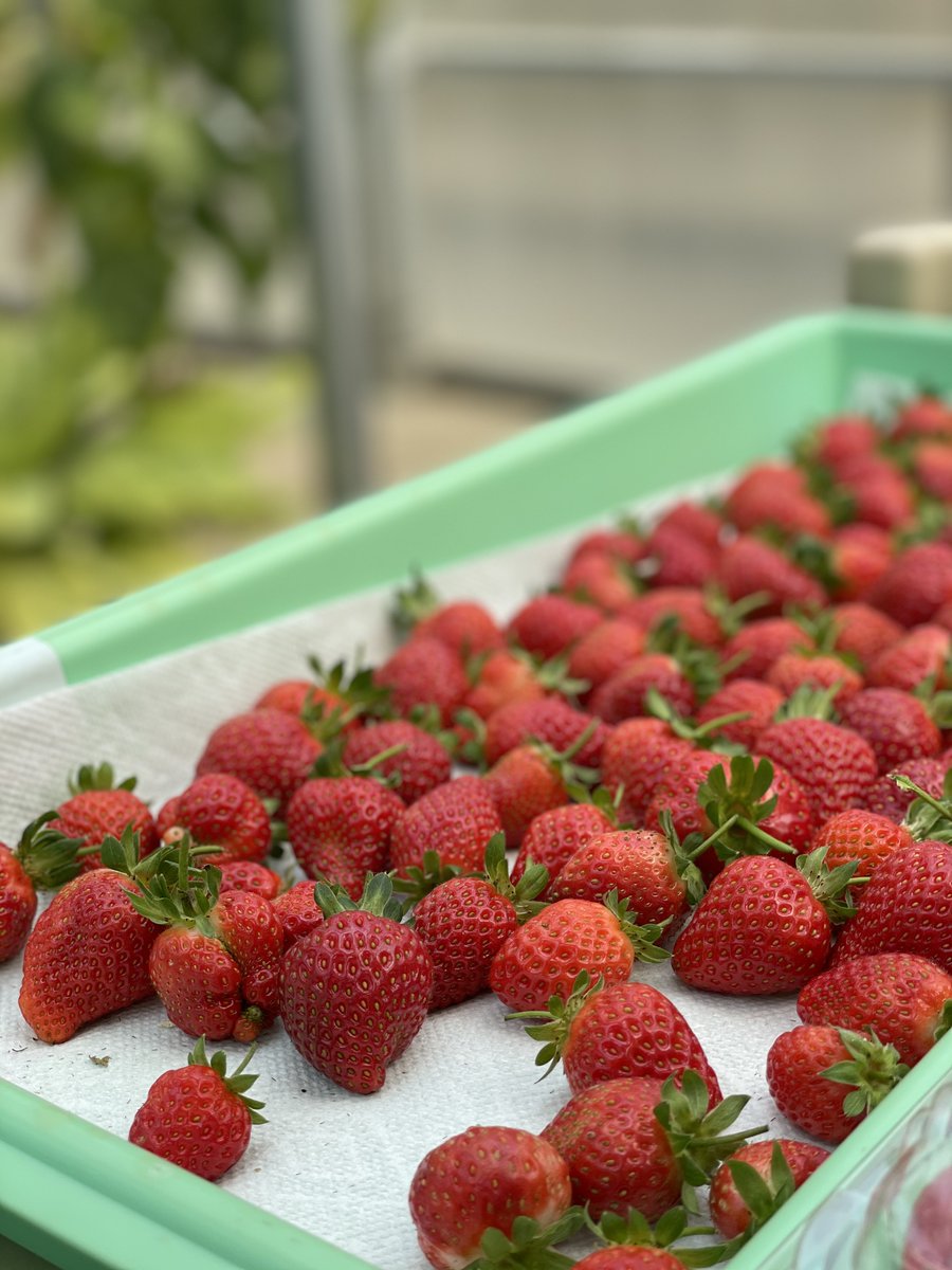 miltonhershey's tweet photo. Milton Hershey School's Agricultural and Environmental Education (AEE) program recently was featured by @SuccessfulFarm for its indoor hydroponic system! Listen to the podcast: https://t.co/bxNqA2kvaS. Read about a project with @HotelHershey:   https://t.co/ovButxgOIz. #CTEatMHS https://t.co/gyROlzByC3