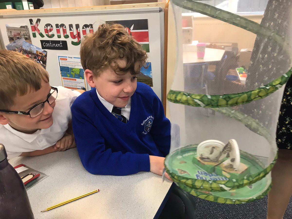 rothwellstmarys's tweet photo. Year One observing closely in science as one of our butterflies has emerged from its cocoon! #scientistsoftwitter #enhancement https://t.co/oZ8SKWF3bw