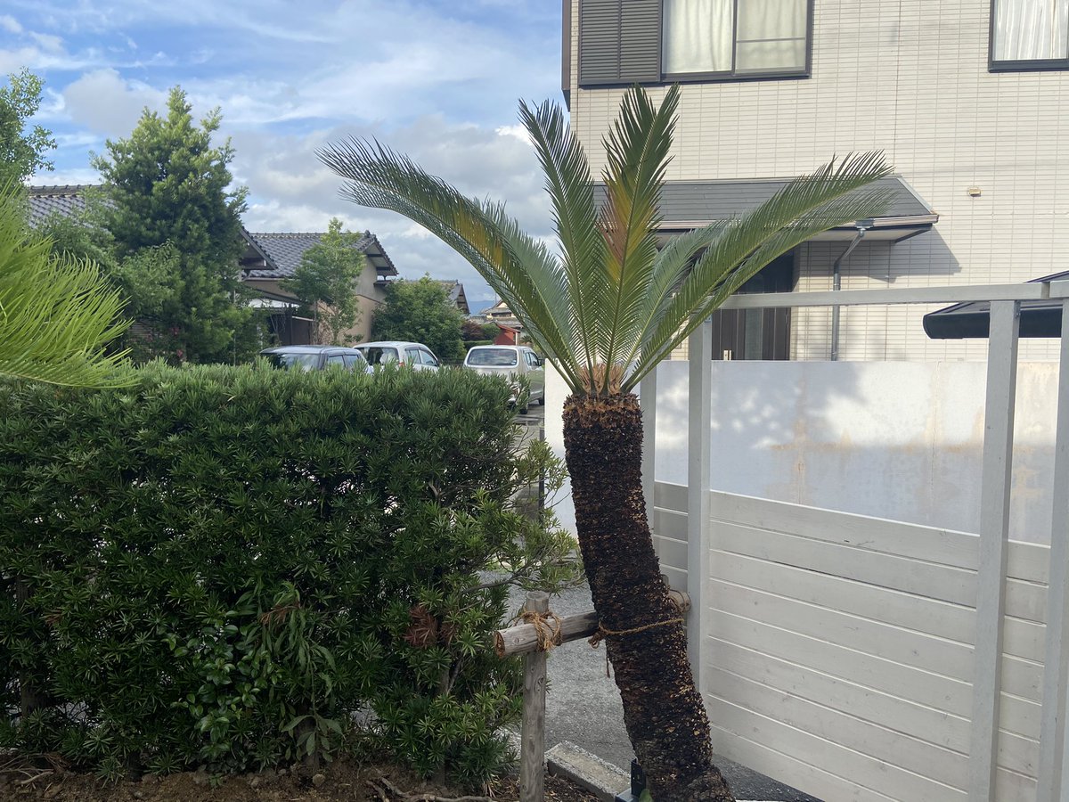 aodonkey's tweet image. これが新芽なのか花なのか分かる方いますか？

#ソテツ
#ロックガーデン
#ウッドフェンス