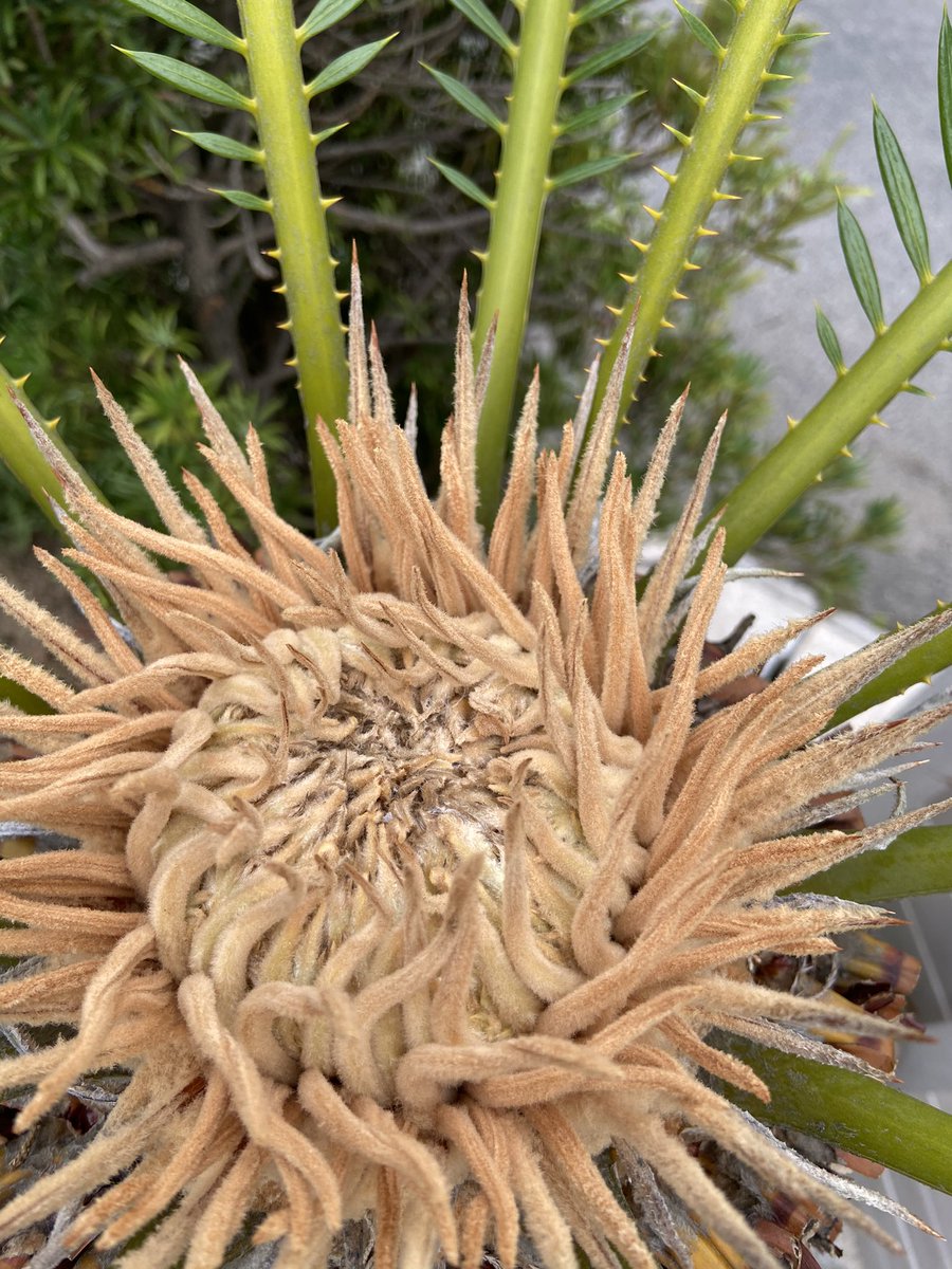 aodonkey's tweet image. これが新芽なのか花なのか分かる方いますか？

#ソテツ
#ロックガーデン
#ウッドフェンス