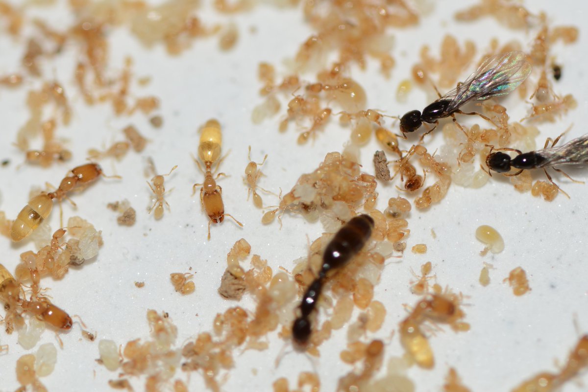 antgenomics's tweet photo. Here is Carebara sp.2 (GAGA-0331) https://t.co/nk4vnaUHaK