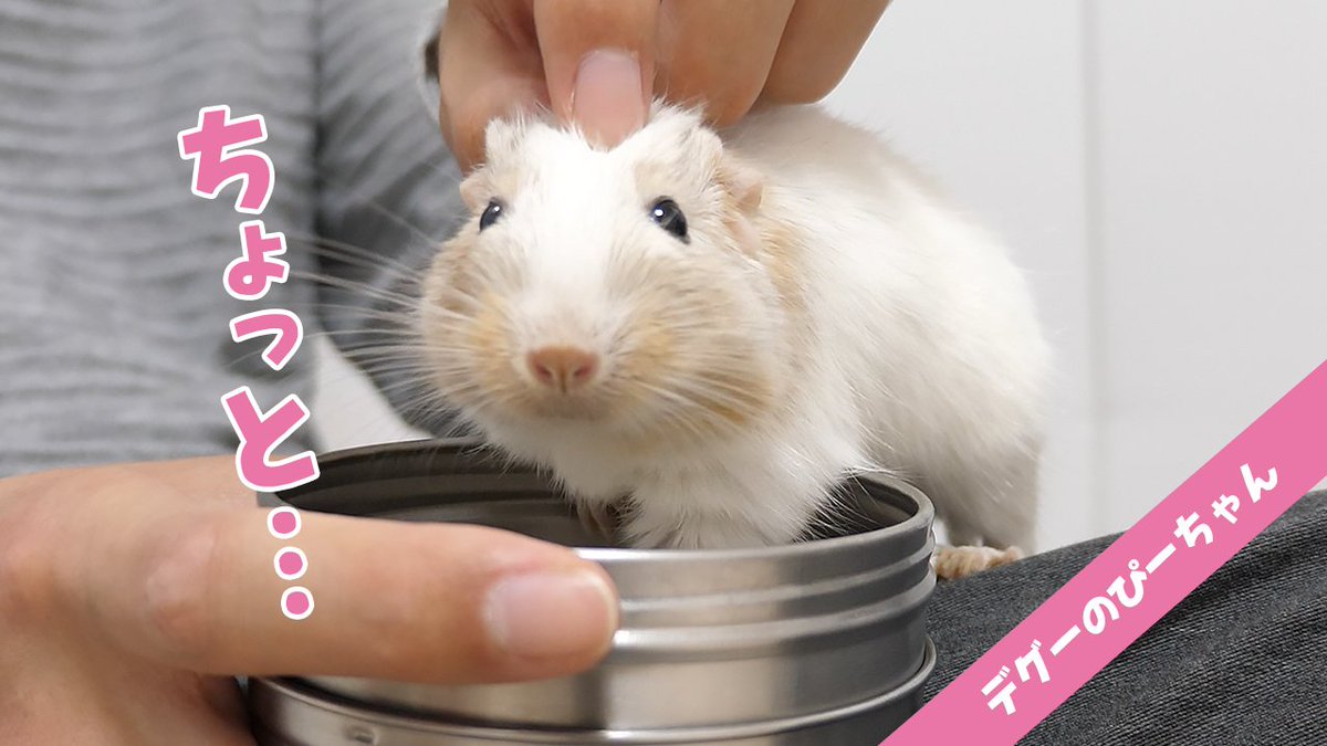 ちー ちーちゃんねる Chii7 Channel Twitter