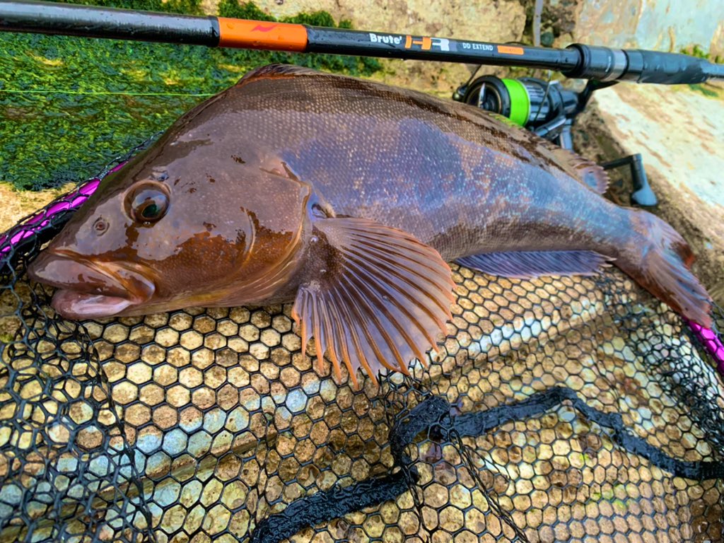 fish_kumagai's tweet photo. 試験も終わったので仕事終わりにサクッとロックへ🎣
何本かいいサイズをバラしたり、合わせられなかったりしたものの、とりあえず48キャッチ✨
今日は47と40無いくらいのでした!
夏のアイナメ引き強すぎて楽し過ぎる😆
#APIA #DDextend #95mhx #bruteHR https://t.co/Ri42NpuWlS