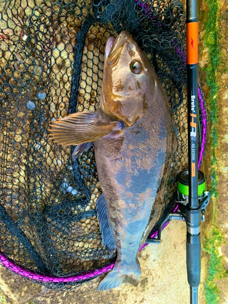 fish_kumagai's tweet photo. 試験も終わったので仕事終わりにサクッとロックへ🎣
何本かいいサイズをバラしたり、合わせられなかったりしたものの、とりあえず48キャッチ✨
今日は47と40無いくらいのでした!
夏のアイナメ引き強すぎて楽し過ぎる😆
#APIA #DDextend #95mhx #bruteHR https://t.co/Ri42NpuWlS