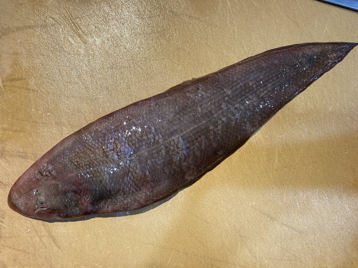 アカシタビラメ