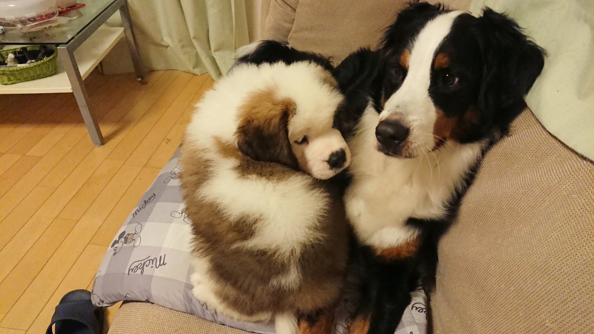 バニラ ラム على تويتر 近寄りたいラムちゃんとやめて欲しいバニラ 笑 大型犬 セントバーナード バーニーズマウンテンドッグ バニラ ラム على تويتر 近寄りたいラムちゃんとやめて欲しいバニラ 笑 大型犬 セントバーナード バーニーズマウンテンドッグ