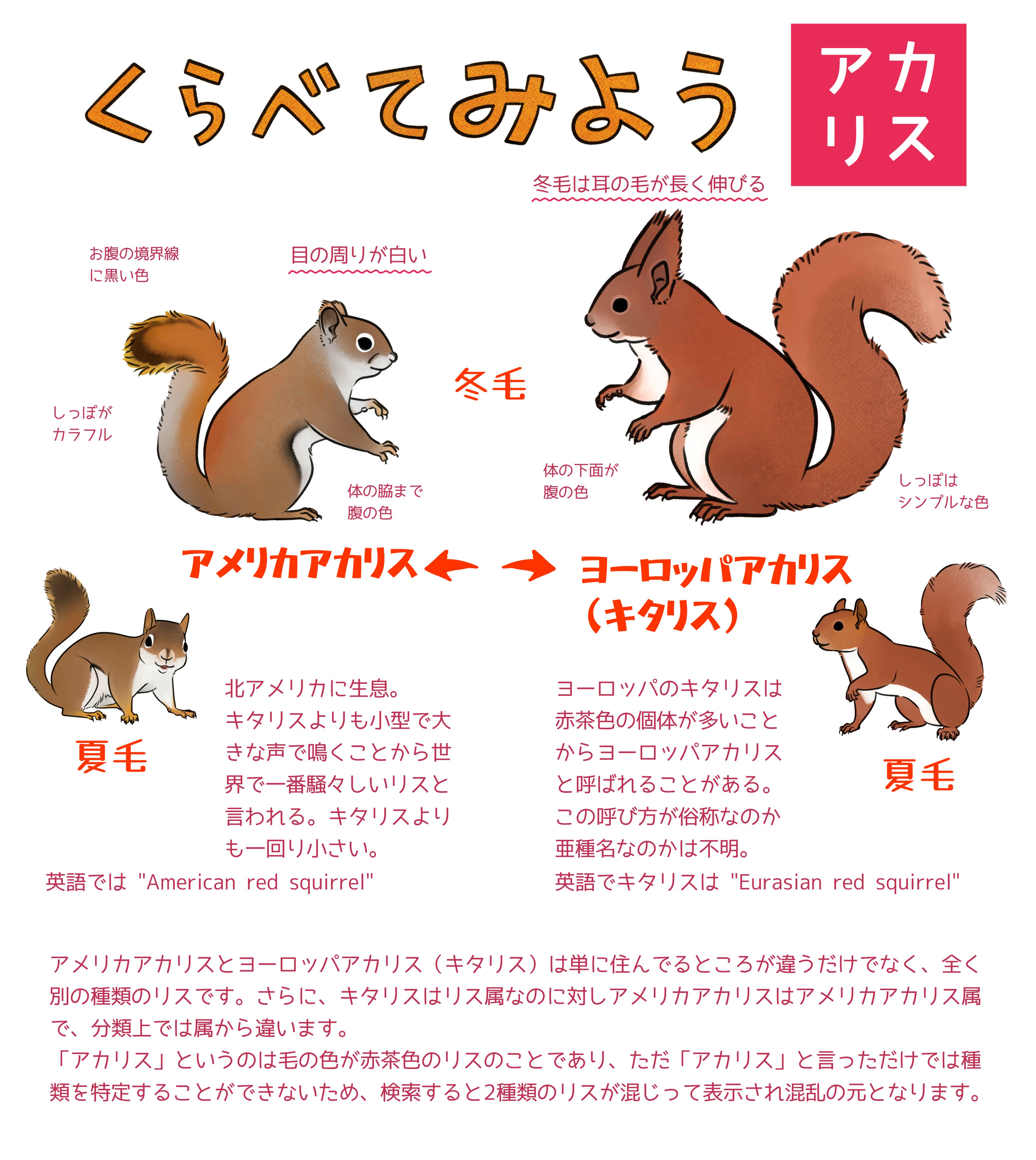Maki りすマニア アカリス って検索したらどんなリスなのかいまひとつわからない人へ 実は アカリス と言っただけでは複数の種類のリスがヒットします アカリス アメリカアカリス キタリス ヨーロッパアカリス リス りすマニア T Co