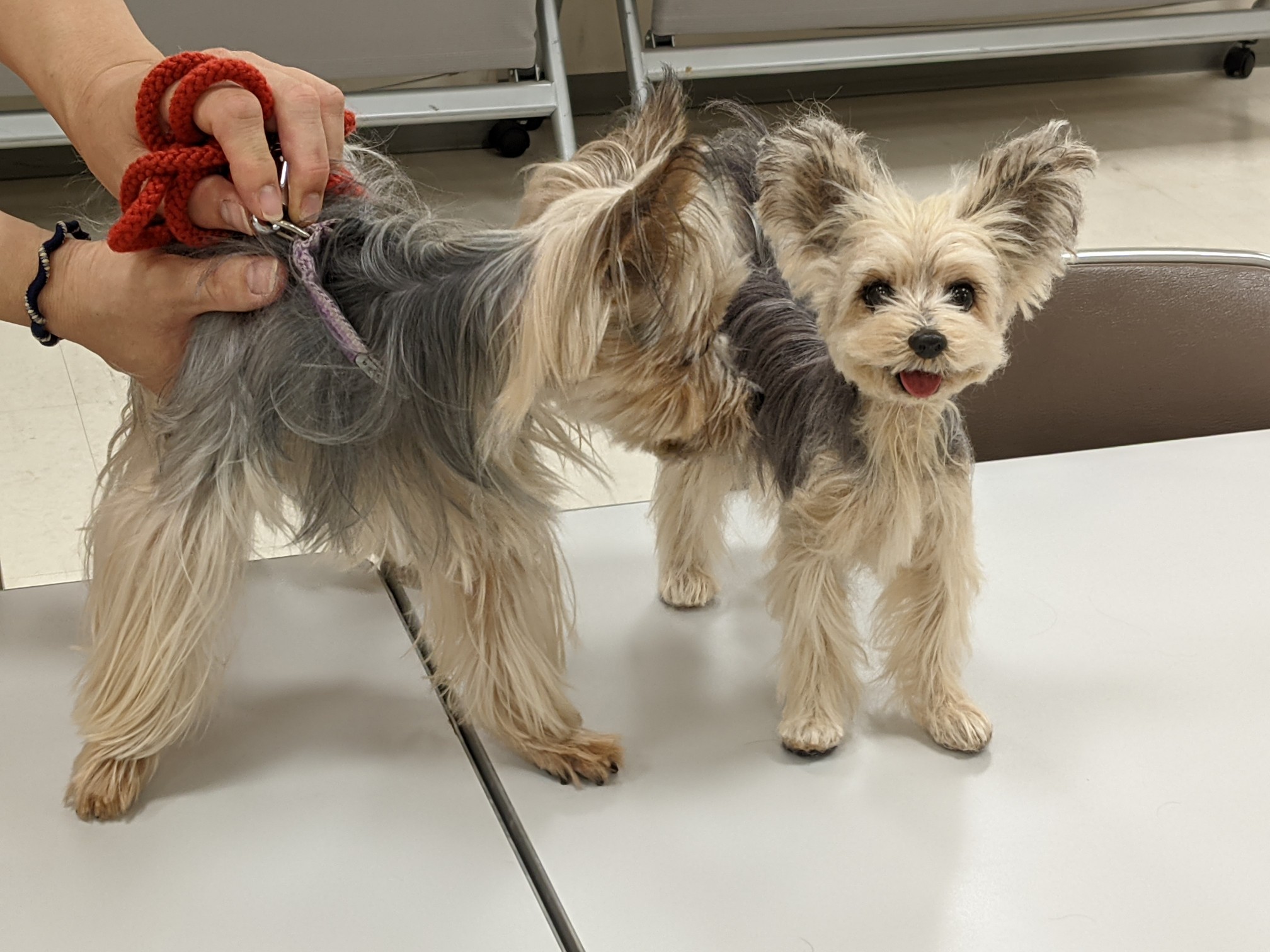 イギリスオンライン 羊毛フェルト あんず様確認用 チャイクレ 犬 ハンドメイド オーダー Www Chanceauxsurchoisille Fr