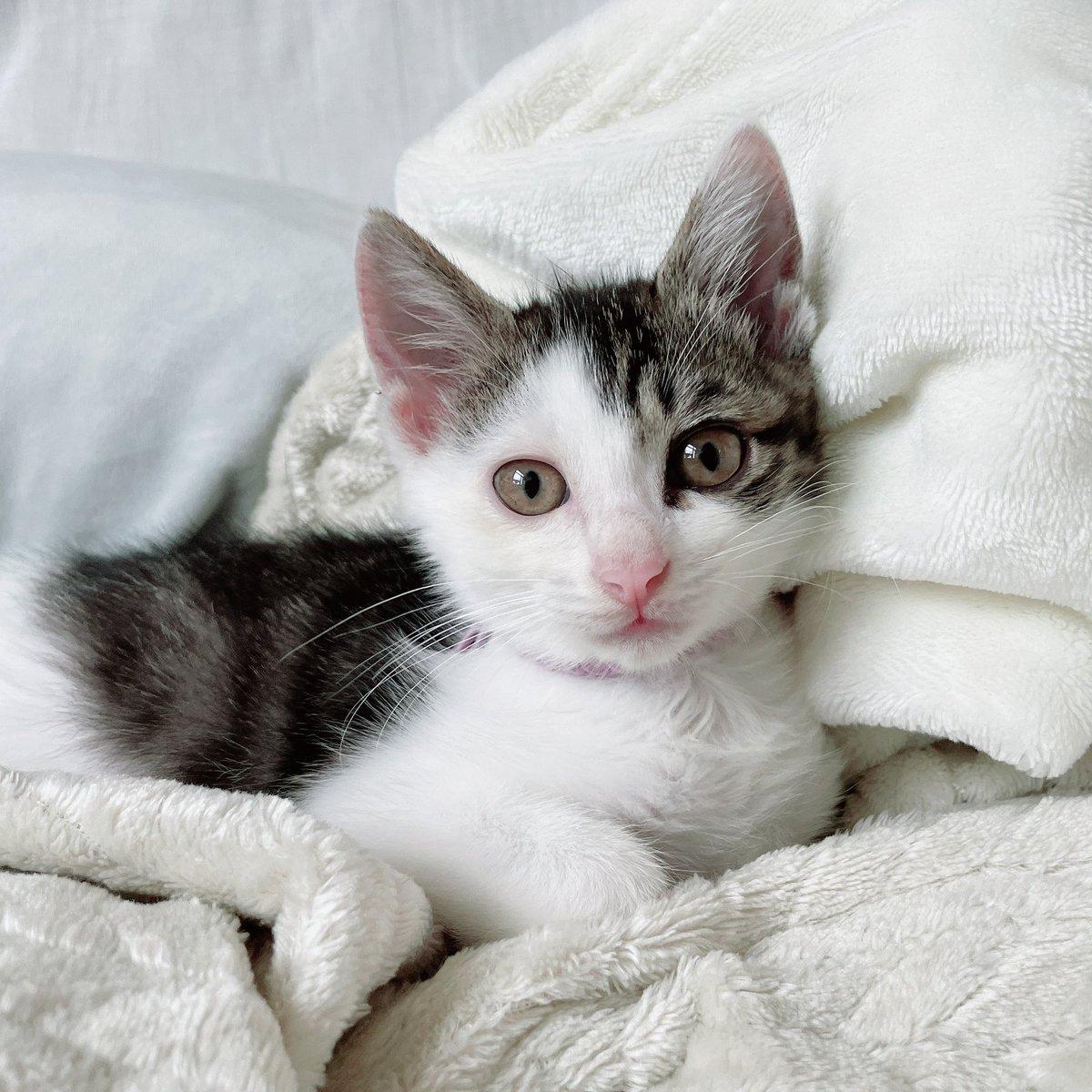 현충일에 구조된 우리 이소 한 달만에 깨끗고양이🥳