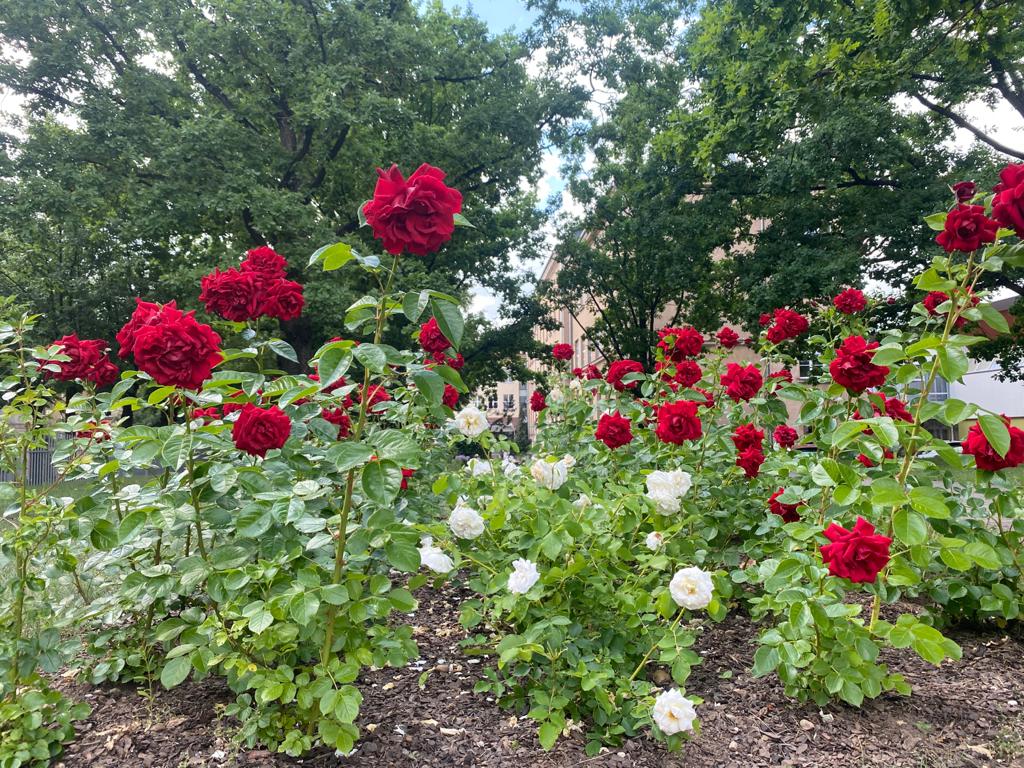 Latviskā rožu dobe pie skolas pieņemas kuplumā un skaistumā!
🌹🇱🇻🌹