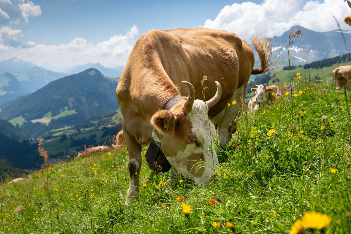 SMP_swissmilk's tweet photo. #Alpkäse Die #Alpsaison hat begonnen. Hunderte von ÄlplerInnen betreuen die anvertrauten Kühe und produzieren #Käse. Der Instagram-Account "alp.gefühl" lässt dich die intensive Zeit auf der #Alp miterleben. https://t.co/88p22oyT9M https://t.co/3pqCqC09uP