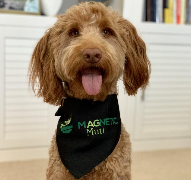HannahKlitz's tweet photo. @magnetic_ag is my favorite ag newsletter, and today they're giving away a puppy bandana... How cute is that!?

Sign up for the newsletter here:
https://t.co/5PF9tW1lni https://t.co/YFwbGO1VI9