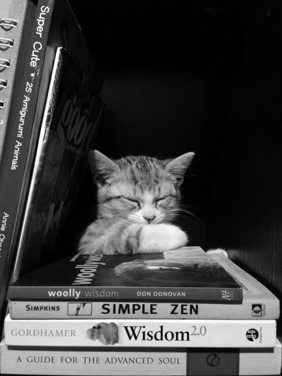 Reading with cats (@bookcatbliss) on Twitter photo 2021-07-06 12:24:21