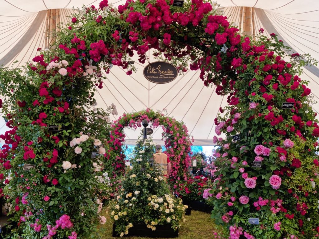 Swoon! 😍 Peter Beales Roses we salute you! Nobody but nobody can dress a show #rose arch like the Peter Beales Roses Show-Build Team. #RHSHamptonCourt #roses