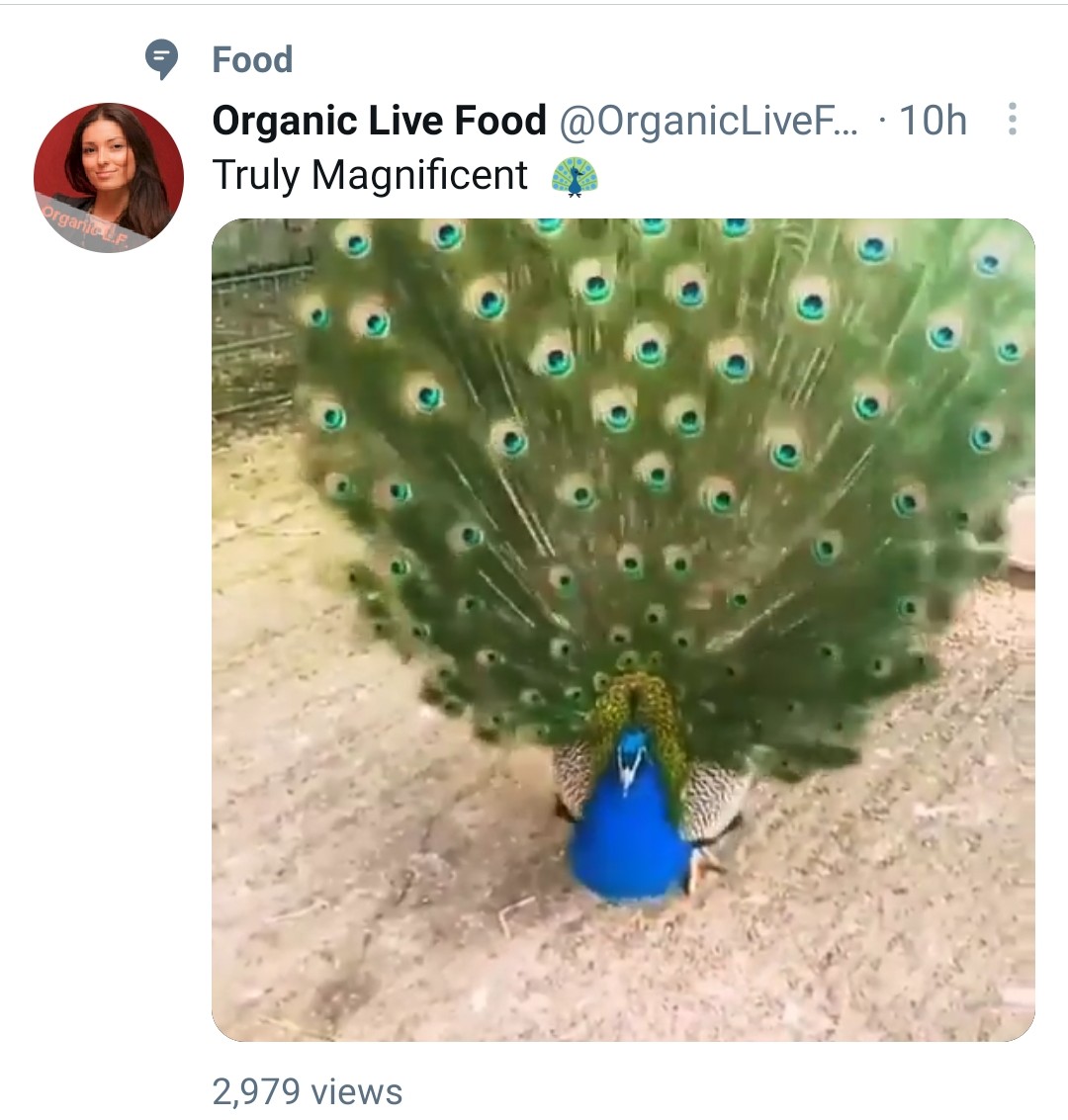 can I eat a peacock? @Twitter https://t.co/LNoaXq2BCp