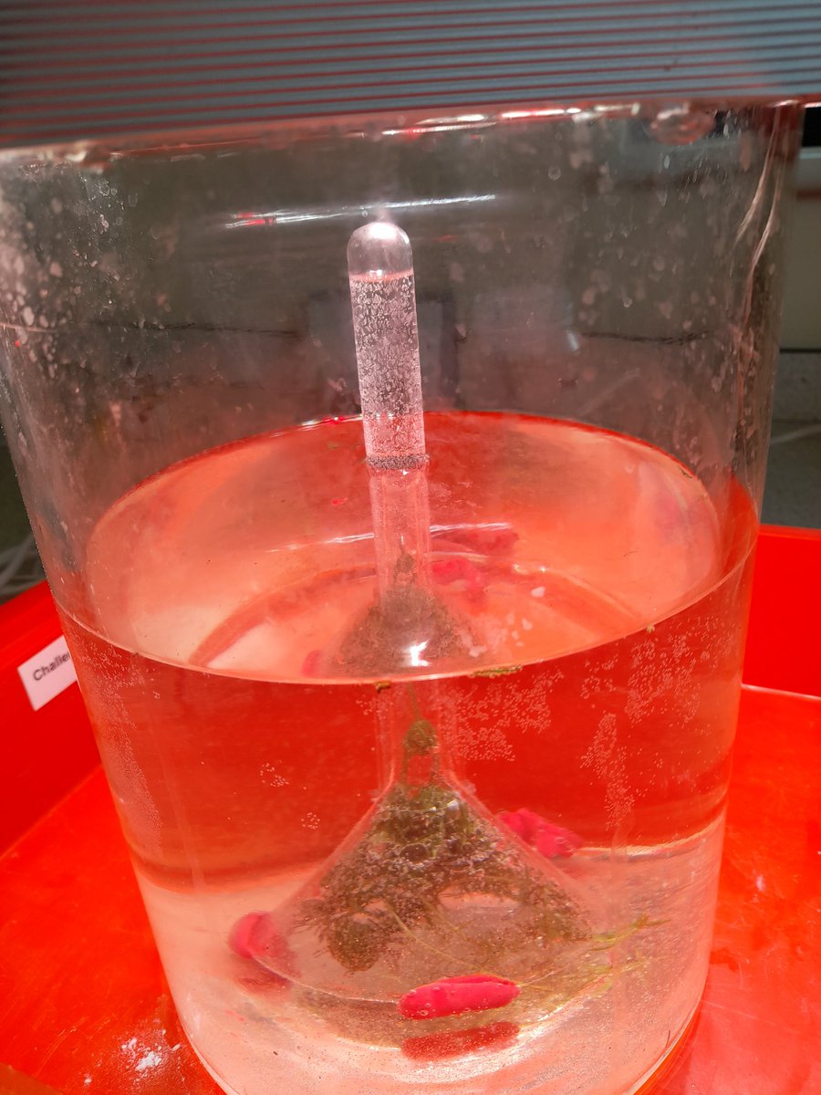 STEMLearning_AS's tweet photo. Day 2 whizzed over to another @GoldmanSachs Gives #summerstemcamp #Inspire #STEM #Biology @STEMLearningUK #practicalscience @HartsdownAcad with #experiments on #Enzymes #photosynthesis https://t.co/ZcVao0jreC