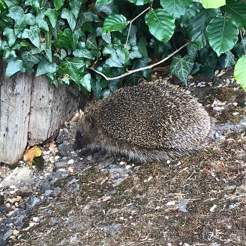 CourteenhallEst's tweet image. We had a lovely visitor last week! Sadly, there’s not so many hedgehogs around as there used to be so it’s wonderful to see them on the Estate 🦔 ⁣
⁣#helpthehedgehogs