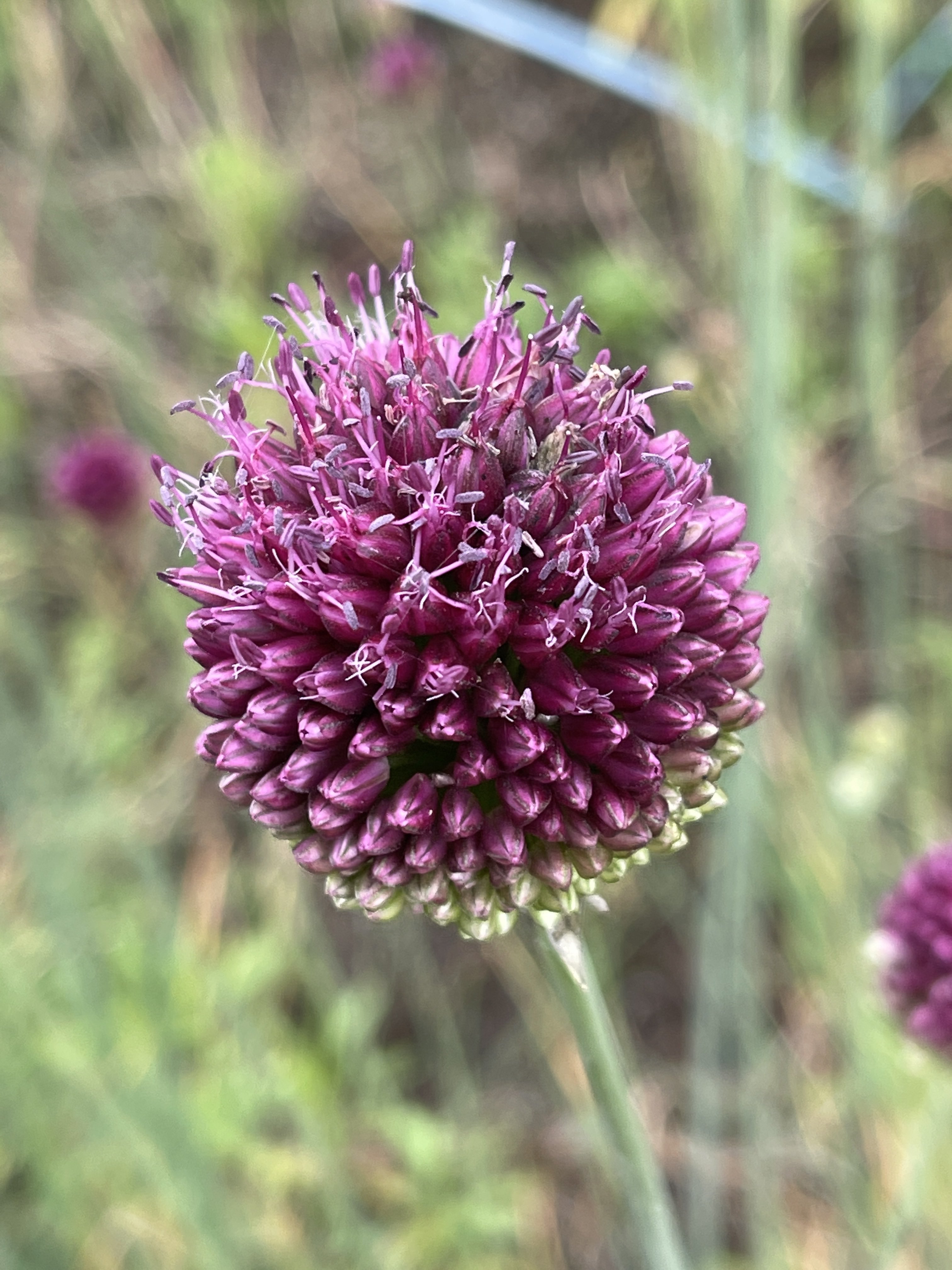 𝗟𝗶𝗻𝗞 リンク 𝗶𝗣𝗵𝗼𝗻𝗲写真家 タンチョウアリウム 花言葉は 無限の悲しみ くじけない心 この 花言葉を見た時 熱海の土砂災害が思い浮かび 被災した関係者の方を想うと胸が痛くなりました 犠牲者の方のご冥福をお祈り致します タンチョウ