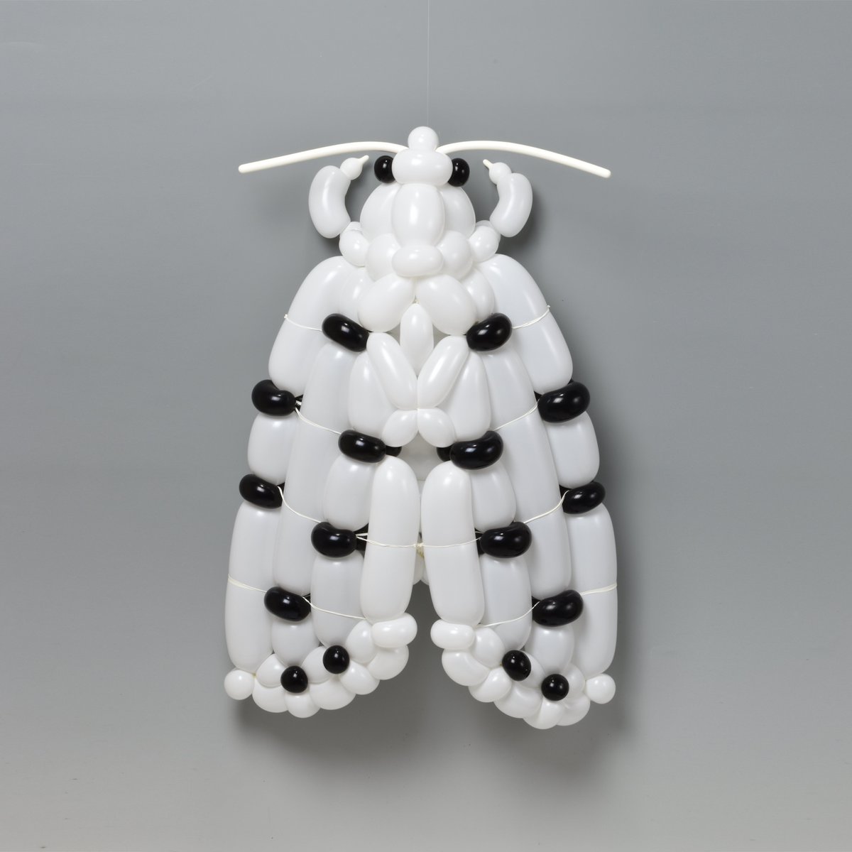 Twoucan バルーンアート の注目ツイート モデル