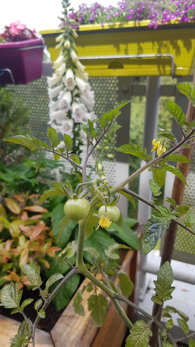 EriKeshOT's tweet photo. We've enjoyed being able to pick Strawberrys on the #corbettbalconyproject ,was lovely to go out &amp; pick fresh mint for tea. The Balcony looks beautiful,he group have worked hard @DRS_NHS @DudleyGroupNHS #occupationaltherapy #therapeutichorticulture #greentherapy #corbetthospital https://t.co/eTg9nZWcPo