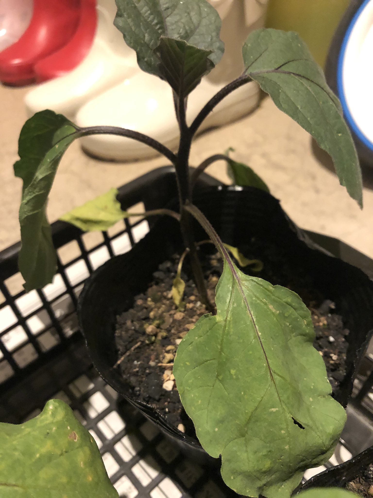 外資系 ほぼ毎朝菜園 やっちまったシリーズ 秋用にとナス育苗中 下の葉が黄色くなってきたので 意を決して追肥を敢行 気をつけてごく微量にしたのに 見事に肥料焼けと思しきしおしお状態に 長期間の育苗難しい 家庭菜園 自給自足 ひとりsdgs