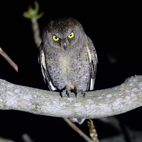 Freshly available online: 

Growth Curves of Ryukyu Scops Owl Nestlings, an Owl Species with Asynchronous Hatching and Reversed Sexual Dimorphism (Sawada et al. 2021)

bioone.org/journals/ardea…
(photo: William Price)