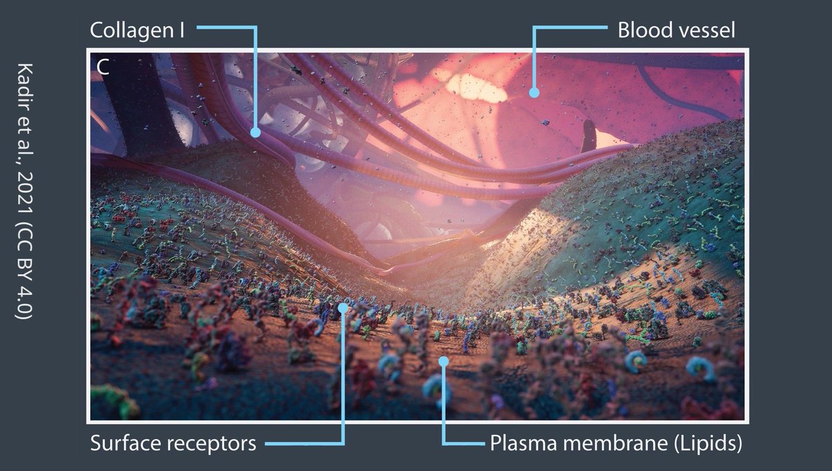 Nanoscape is an interactive open-world experience that lets you navigate 3D cellular landscapes like in a video game elifesciences.org/articles/64047…