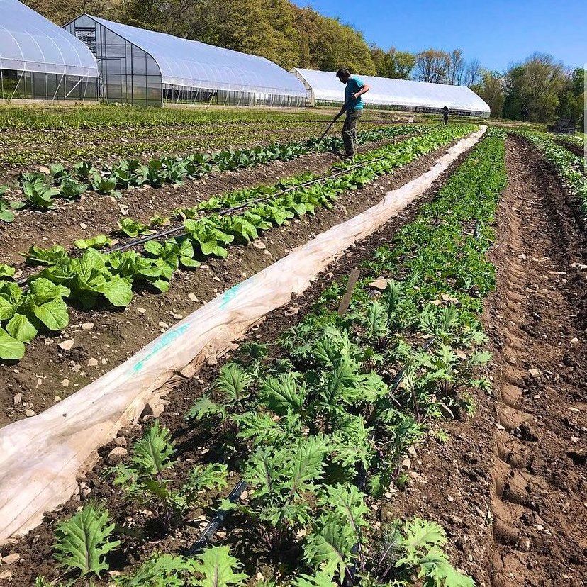 Congrats to Logan McCabe &amp; Fullers Overlook Farm for being one of the first grads of the #PASASustainableAgriculture's new Diversified Vegetable Apprenticeship Program. This is a great accomplishment and we have loved working with PASA Sustainable Agriculture in the past.