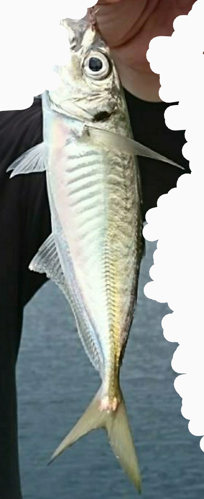 Maru 先々週の新潟アジング釣果 でけーデイアジにキジハタまでヒットっ 友達にね 爆 釣り 辞めようかな 俺 白目 新潟アジング がんばろう糸魚川 T Co Desi4uca5u Twitter