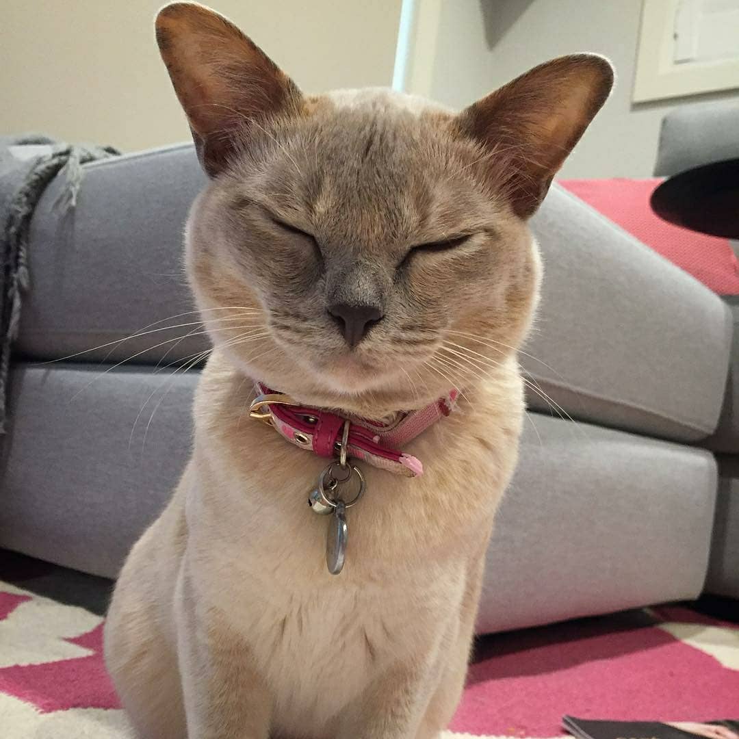 petsarefound's tweet photo. #LOST #Burmese #CAT - Please #SHARE
#FindLily - Lost Burmese Cat,
#Ormiston #Brisbane #QLD 4160
https://t.co/y0OhlYSsrG
#TongueOutTuesday 😿 #LostCat #Redlands #AlexandraHills #Cleveland #LostBurmese #LilacBurmese #BurmeseCat #QLDCats #CatsOfBrisbane #CatsofQLD #LockDown https://t.co/2hApST3eKq