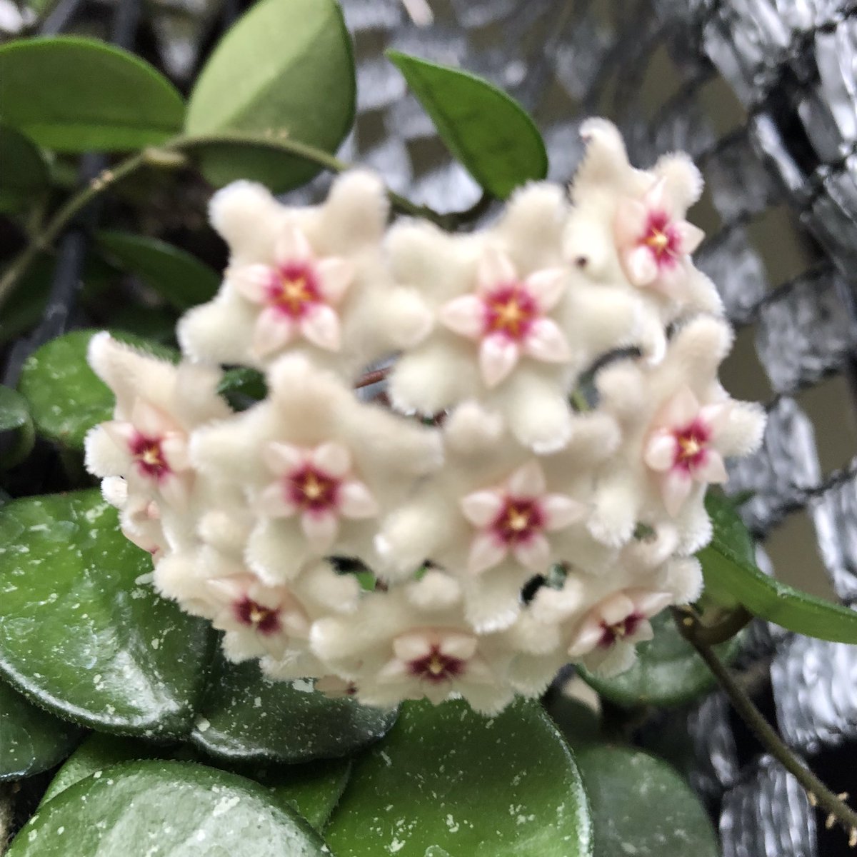 تويتر Onoka على تويتر ホヤ マチルダ ホヤ フィンレイソニー 咲きました ホヤ Hoya ホヤマチルダ ホヤフィンレイソニー T Co Fnrbhkxvzo تويتر Onoka على تويتر ホヤ マチルダ ホヤ フィンレイソニー 咲きました ホヤ Hoya ホヤマチルダ ホヤフィンレイソニー T Co Fnrbhkxvzo