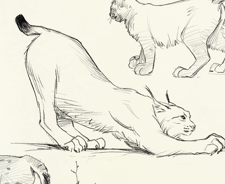 Day 6/31 of my patreon drawing challenge. We're drawing animals every day on my patreons discord. Jump in at any time. https://t.co/sTy8EpaHPJ
