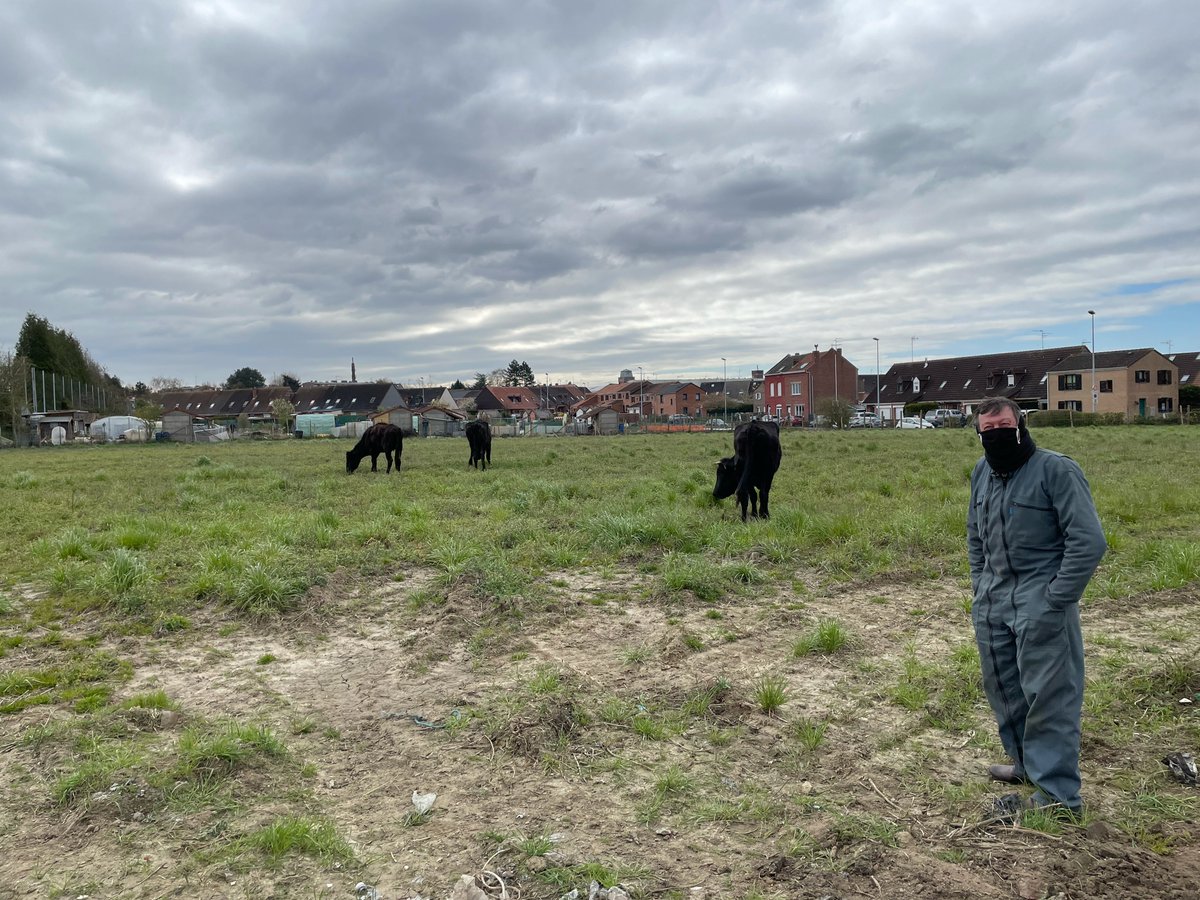 3F_Officiel's tweet photo. Rouge flamande🐂ou Bleue du Nord? Au Centre régional des ressources génétiques des #hautsdefrance Michel Marchyllie œuvre à la valorisation des espèces animales domestiques et végétales cultivées. #3F échos responsables part à sa rencontre➡️https://t.co/BeT97i3uca @mmarchy8 #ENRx https://t.co/9Rf8hWKlsQ