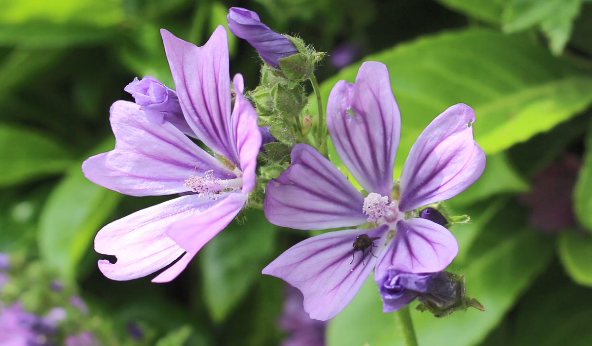 ‘No Mow’ summer pollinator sites now trialling across Rushcliffe to see wildlife thrive.
The authority’s Grounds Maintenance contractors Streetwise are now not mowing selected areas across the Borough to help create natural corridors to support and enhance local wildlife.