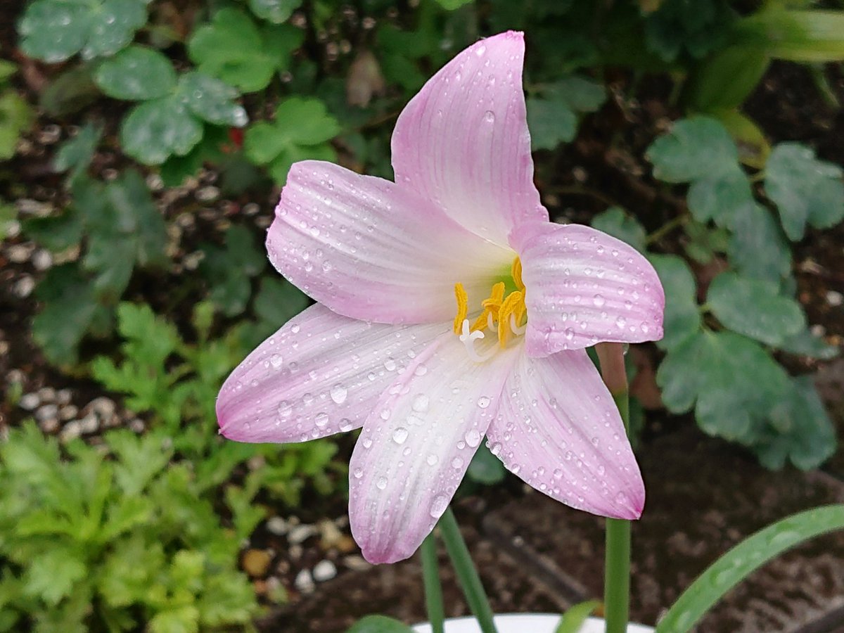 林田慎吾 神代植物公園内の園芸店で入手した 桃色玉すだれ ヒガンバナ科タマスダレ ゼフィランサス 属 です 別名は レインリリー とお店の人が説明してくれました ゼフィランサス属の仲間には 白花のタマスダレ 玉簾 やピンク色のサフランモドキが