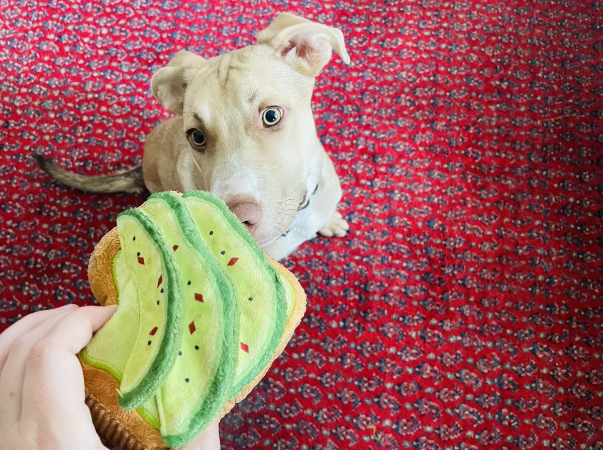Meet the dogs helping seven D.C. chefs persevere through the pandemic from an English Bulldog named Unagi to a Pit Bull mix called Chef. washingtoncitypaper.com/article/522163…