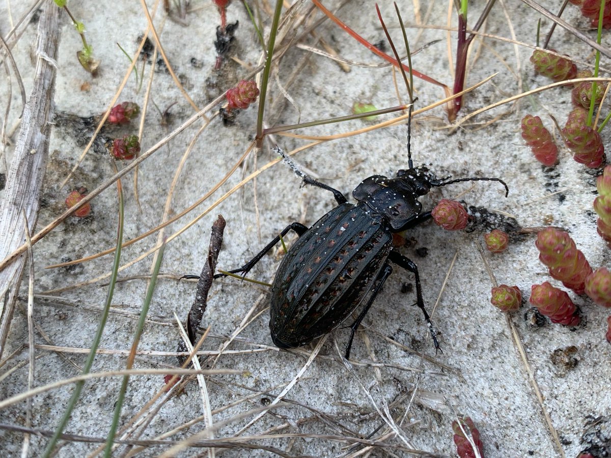 Einblicke in die Käferwelt. Gerade untersuchen wir im Projekt "Sandküste" das Vorkommen von Laufkäfern in den Dünen von St. Peter-Ording. Laufkäfer haben kräftige Beine, mit denen sie geschickt über Dünensand laufen. #Wattenmeer #10jahrebpbv  <a href="/bfn_de/">BundesNaturschutzAmt</a> sandkueste-spo.de/laufkaefer-in-…
