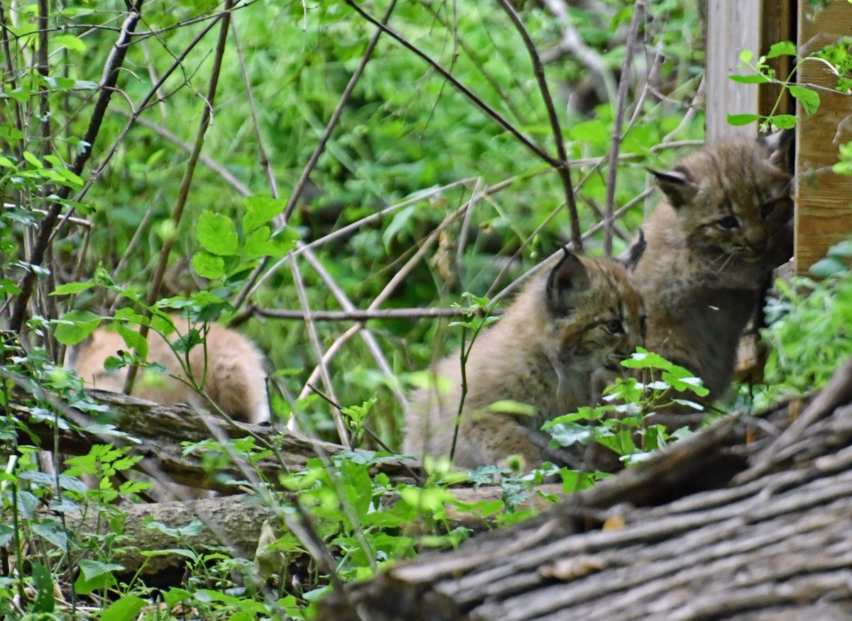 Wildkatzendorf (@wildkatzendorf) on Twitter photo FAMILIE PINSELOHR HAT WIEDER NACHWUCHS - drei kleine Luchsbabys im Wildkatzendorf Hütscheroda. Bisher haben die Großen ihren Nachwuchs noch ganz gut versteckt, aber jetzt werden sie mobil!
<a href="/BUNDth/">BUND Thüringen</a> <a href="/bund_net/">BUND</a> <a href="/Wildkatze_BUND/">Wildkatzen retten!</a> FAMILIE PINSELOHR HAT WIEDER NACHWUCHS - drei kleine Luchsbabys im Wildkatzendorf Hütscheroda. Bisher haben die Großen ihren Nachwuchs noch ganz gut versteckt, aber jetzt werden sie mobil!
<a href="/BUNDth/">BUND Thüringen</a> <a href="/bund_net/">BUND</a> <a href="/Wildkatze_BUND/">Wildkatzen retten!</a>