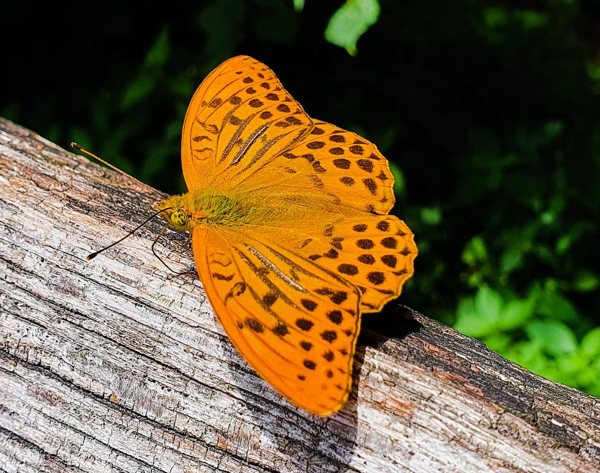 "Wer Schmetterlinge lachen hört, der weiß wie Wolken schmecken." (Novalis)